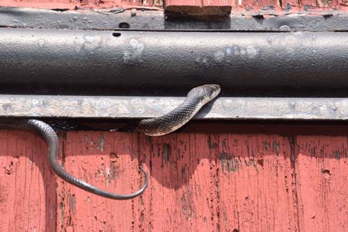 black rat snake caught in sliding door